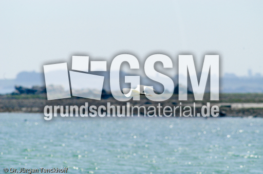 Silberreiher (3 von 3).jpg